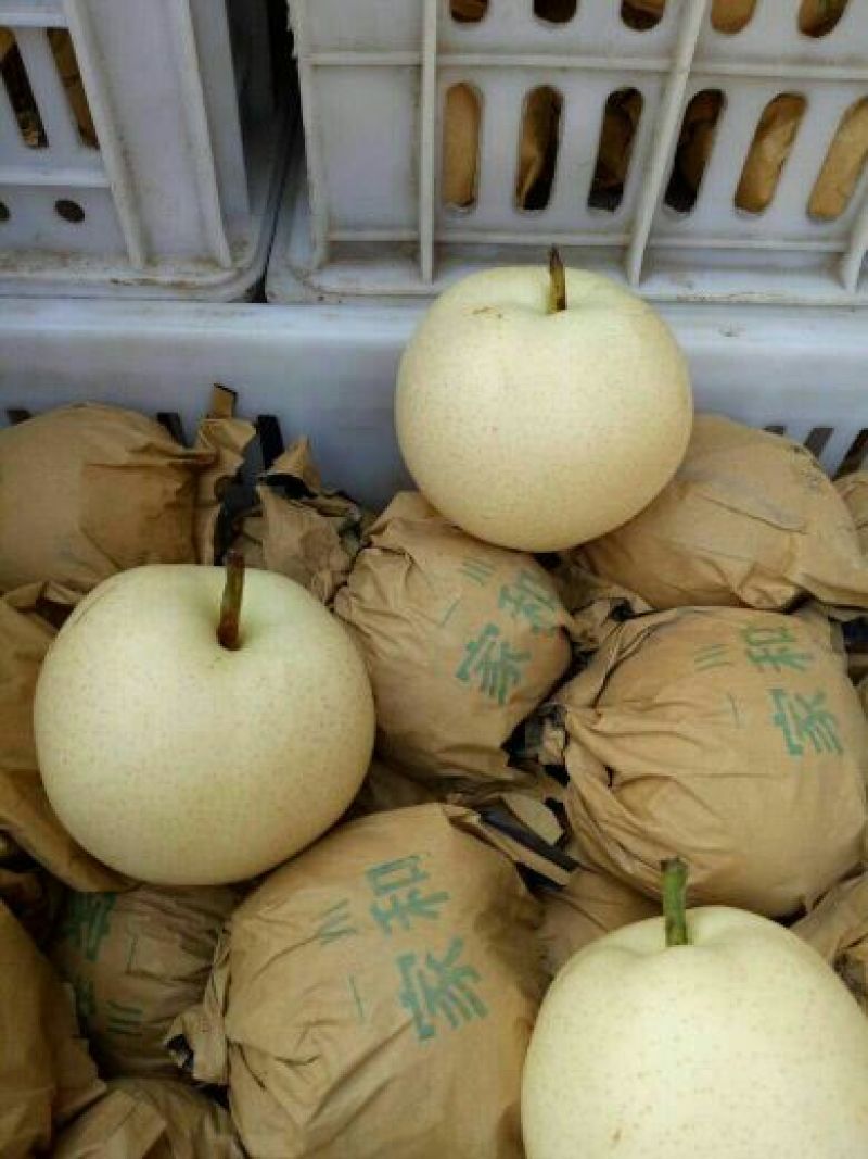 安徽砀山青皇冠梨白皮翠玉梨纸袋装个头均匀货源充足