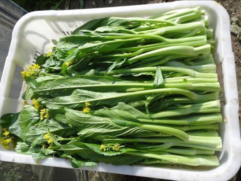 蔬菜
