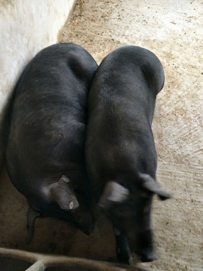 黑猪肉食用后腿肉未加工