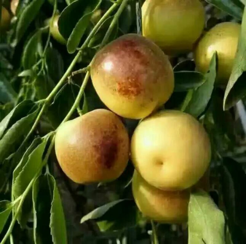 冬枣大荔冬枣大量上市供应