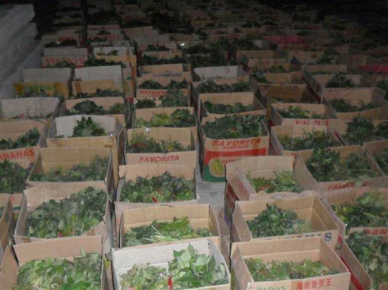 红薯苗地瓜苗山芋苗蜜薯苗西瓜红哈密苗，板栗薯红