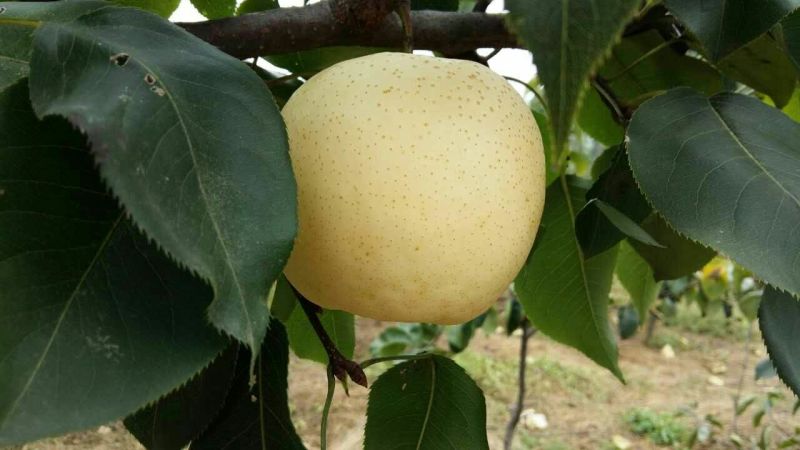 黄金梨250~300g纸箱