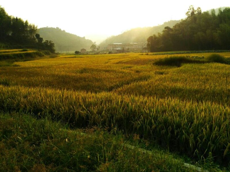 鲤鱼干