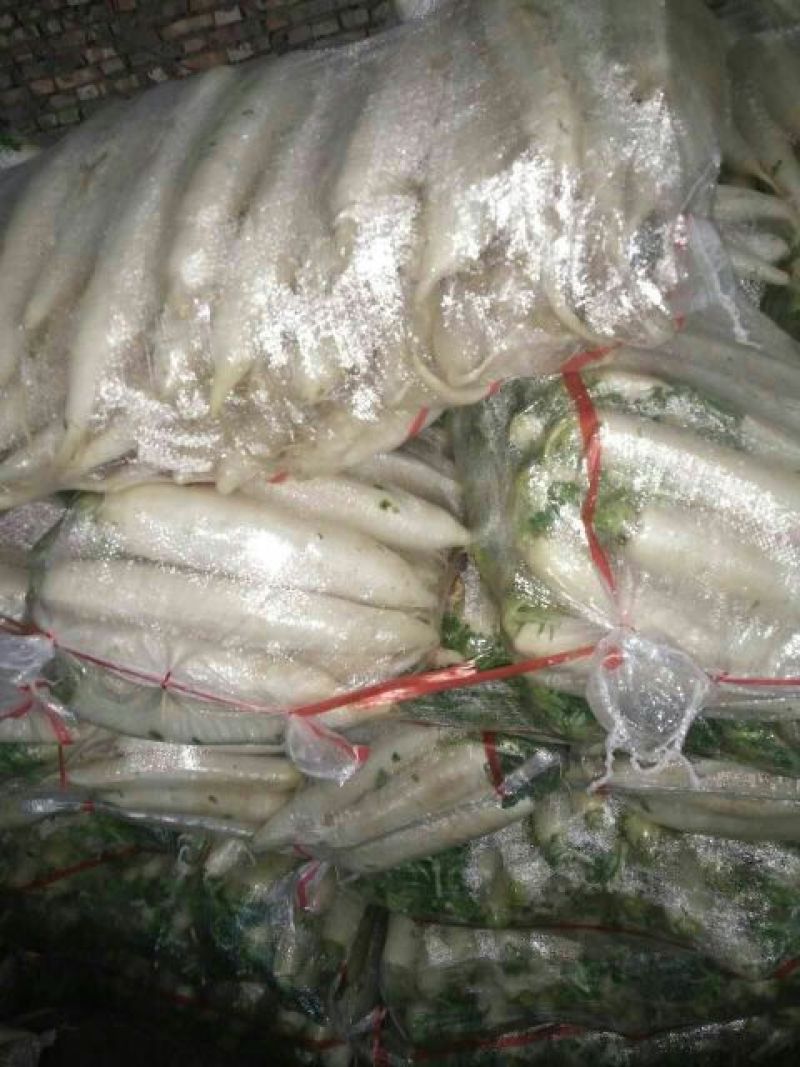 白皮白萝卜1~1.5斤起