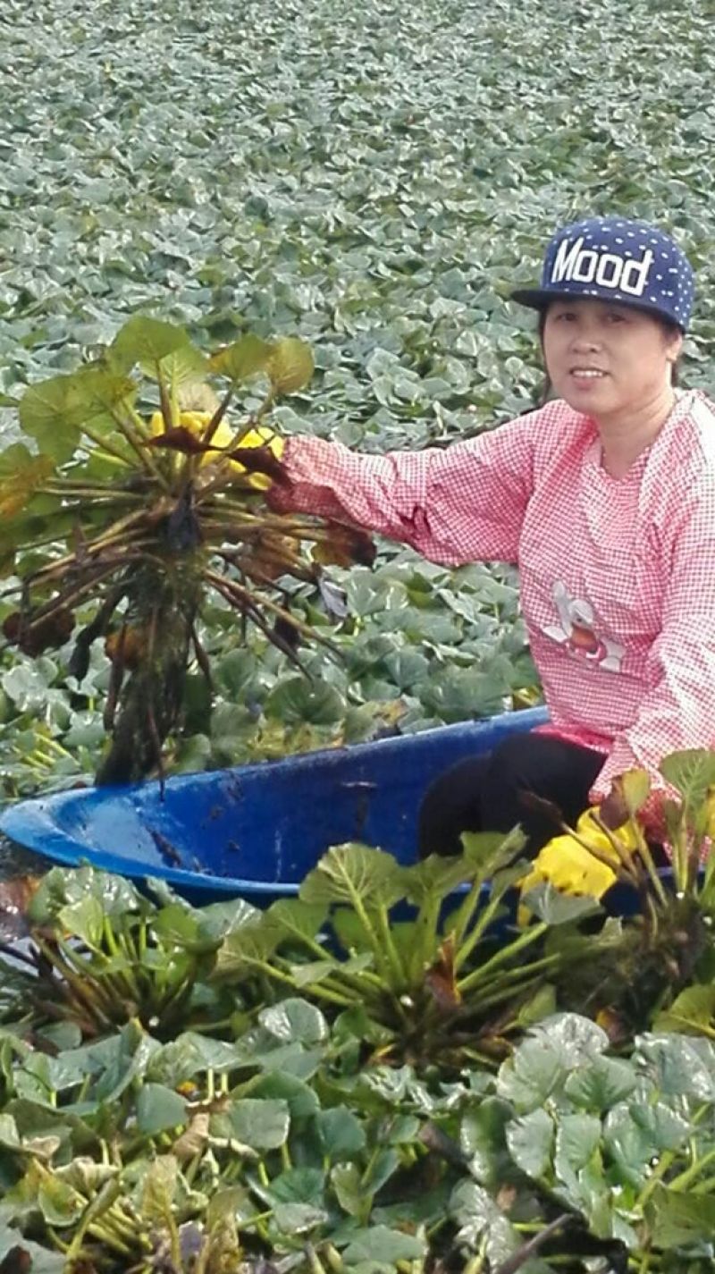青菱苗优质高产大量供货量大价优