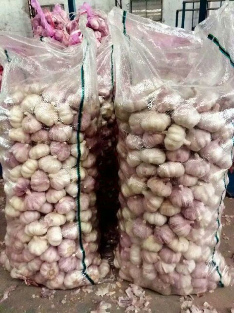 金乡大蒜5~5.5cm干蒜