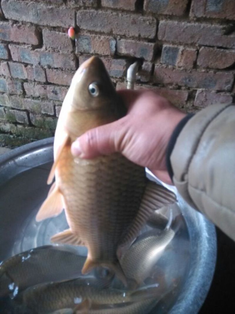 高背鲫
