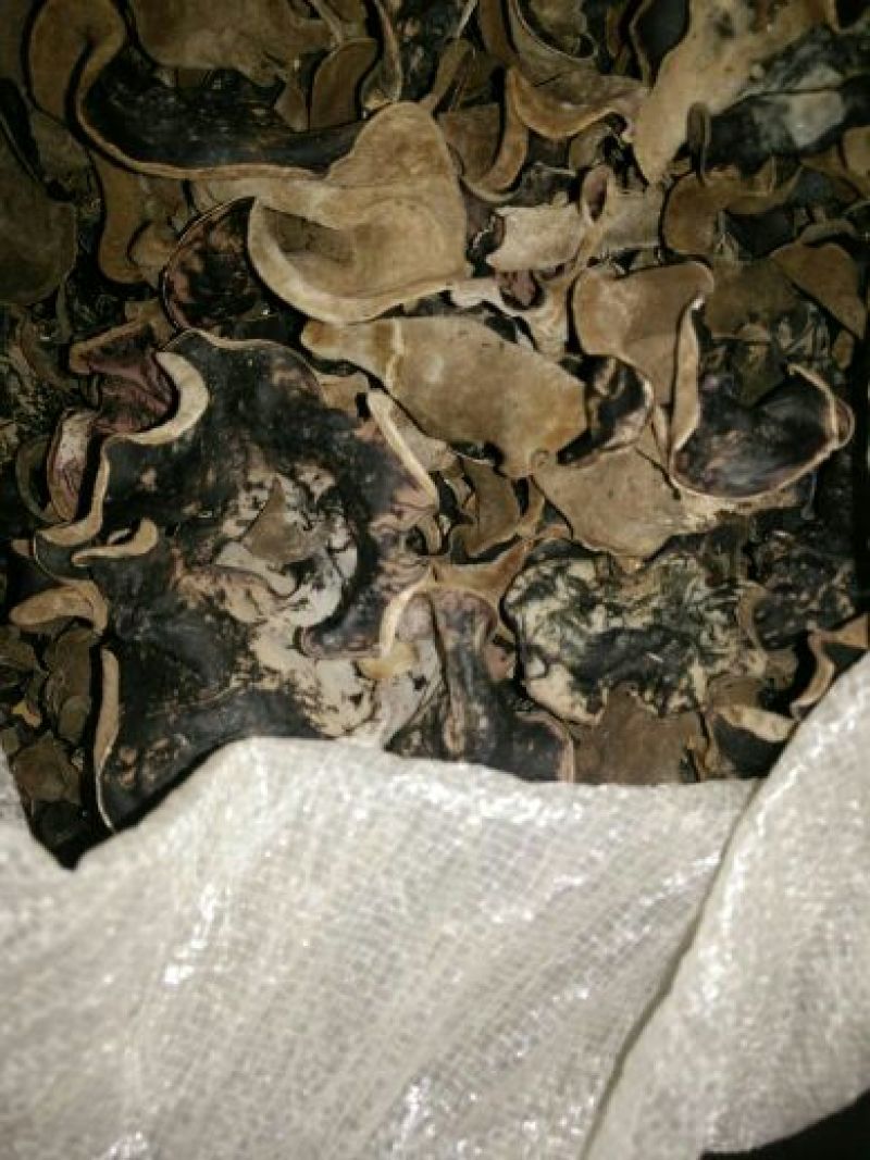 黑木耳特级