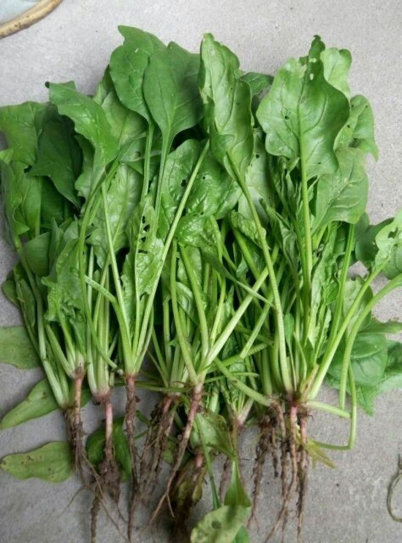 菠菜15~20厘米