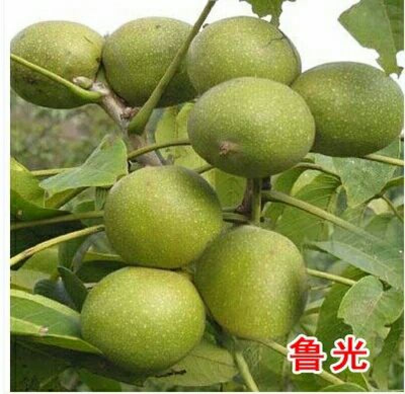 核桃苗包邮包活结果早