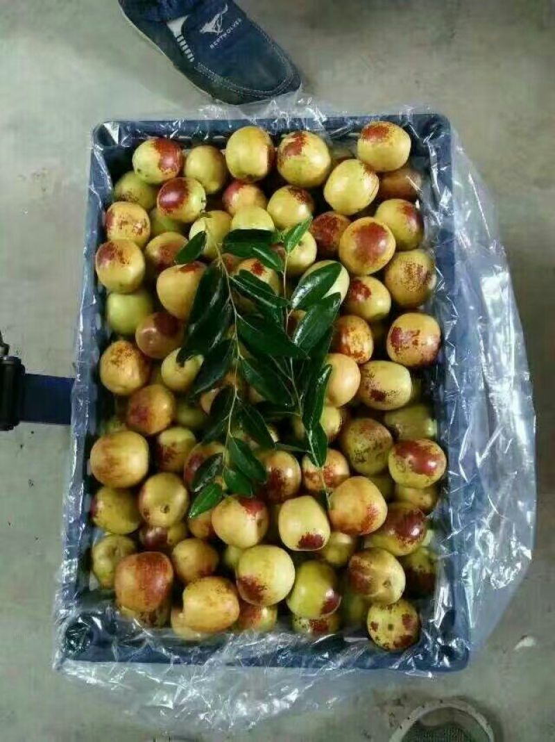 【精品】陕西冬枣价格低，产地批发超市电商可看货
