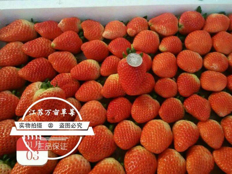 徐州草莓宁玉草莓，妙香草莓代收草莓电商美团供应