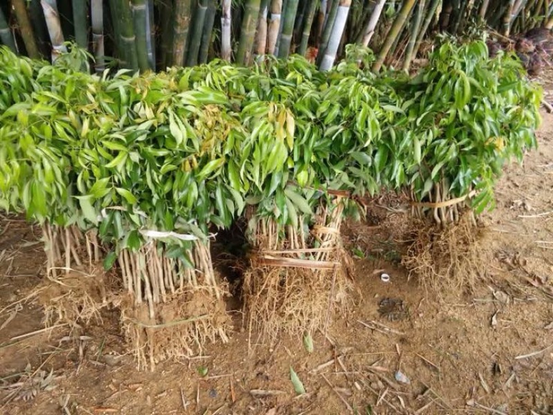 无核荔枝苗