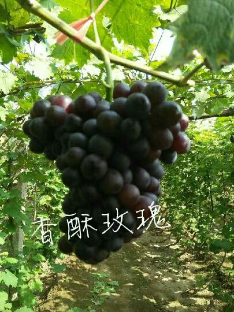 葡萄苗1年30~50cm