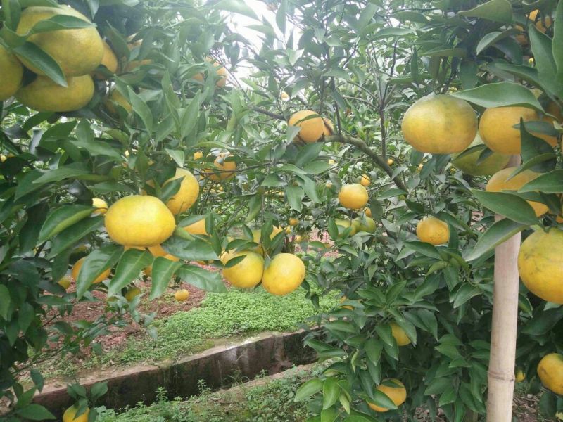 脐橙金堂脐橙可一件代发口感细嫩化渣，大量上市