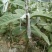 西瓜番石榴苗30~50cm