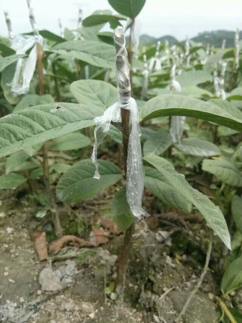 西瓜番石榴苗30~50cm