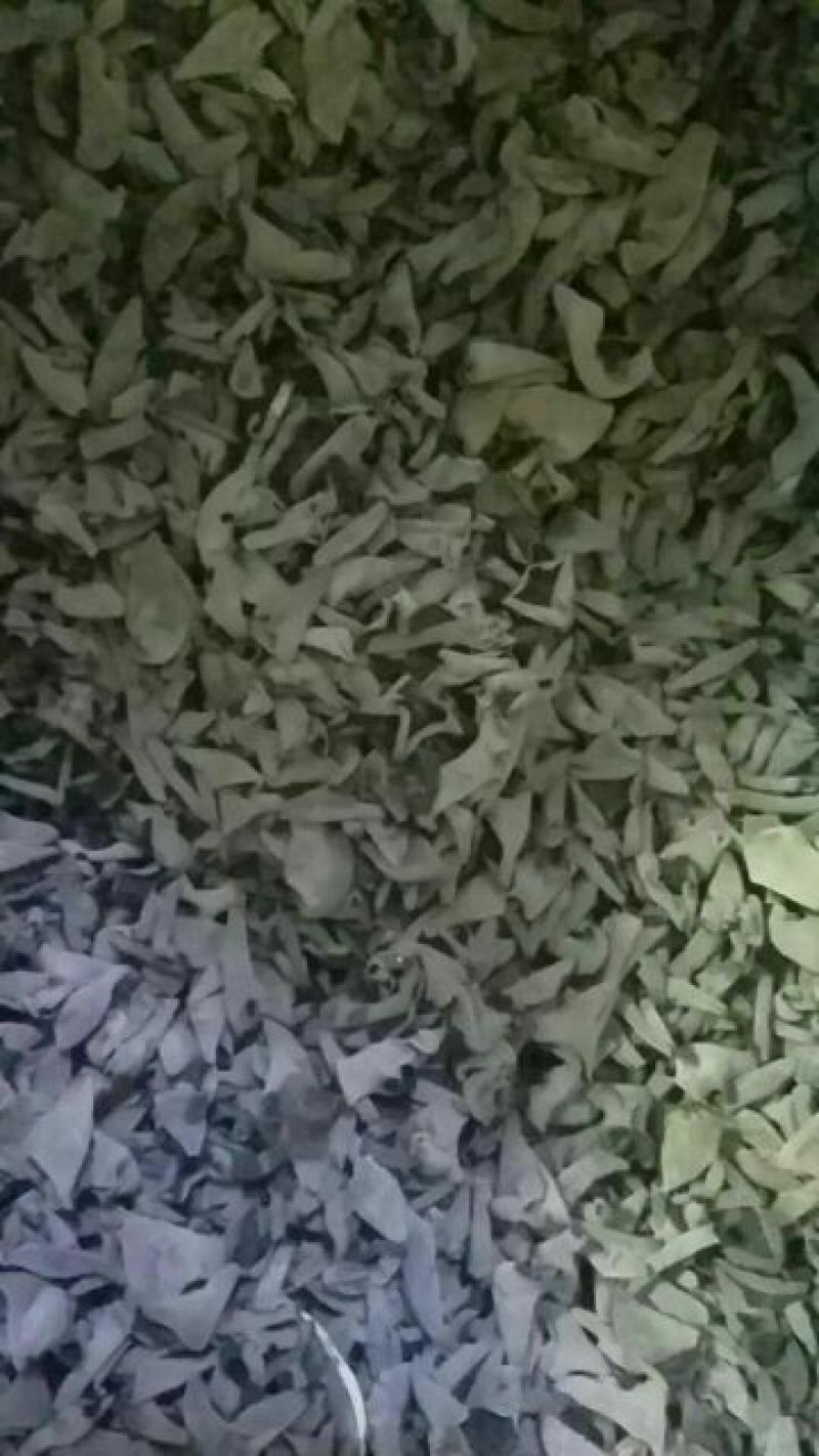 秋木耳一级