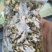 白菊花茶