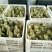 法国朗德鹅鹅苗250g以下