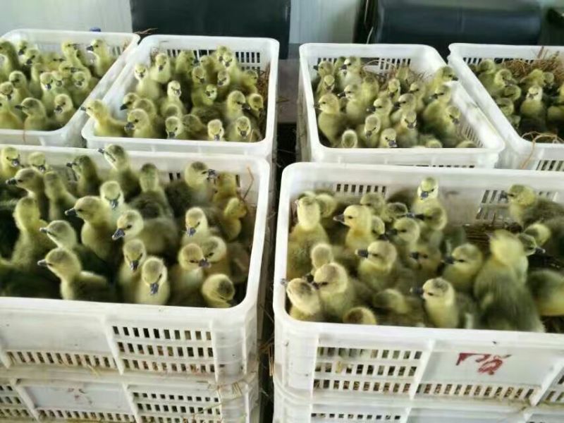 法国朗德鹅鹅苗250g以下