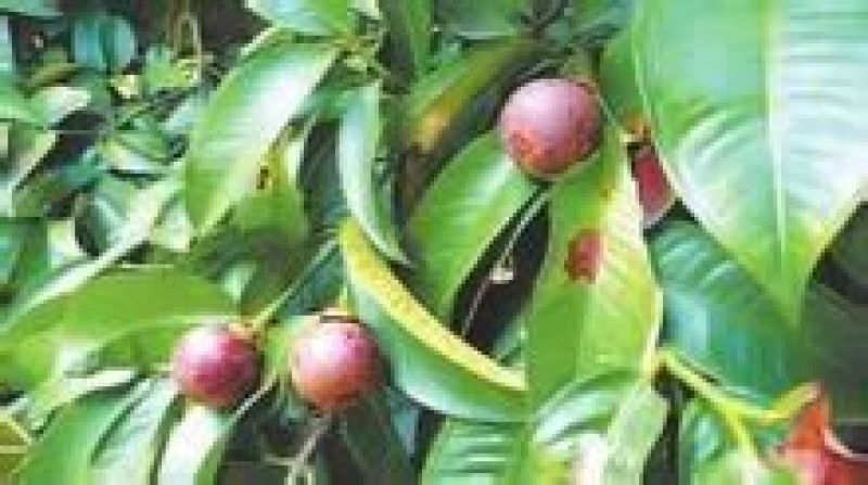 山竹4~5两以上