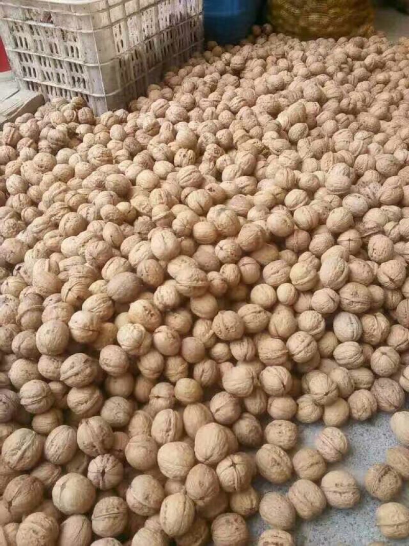 薄皮核桃去皮干