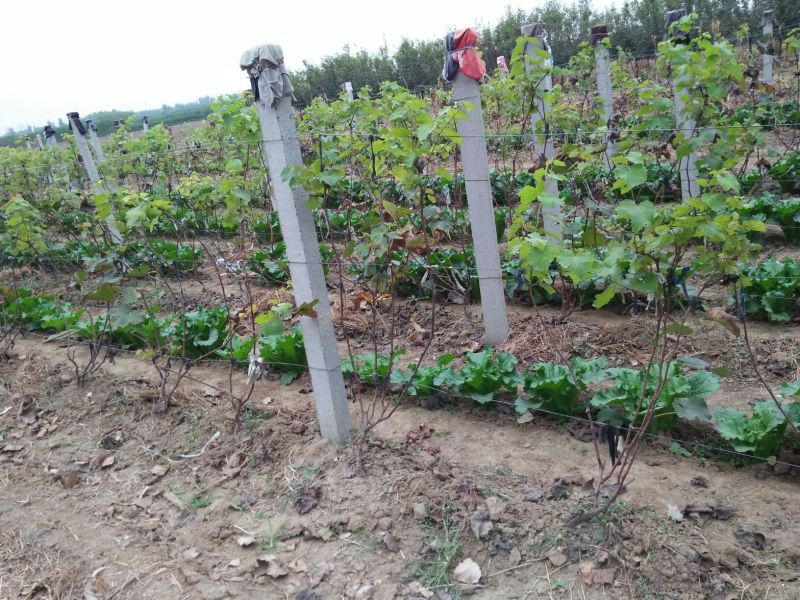 葡萄苗1年80~110cm