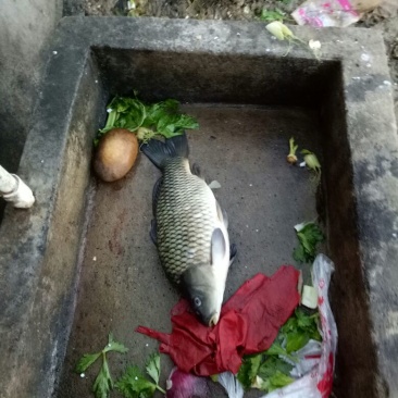 建鲤饲料2~3公斤