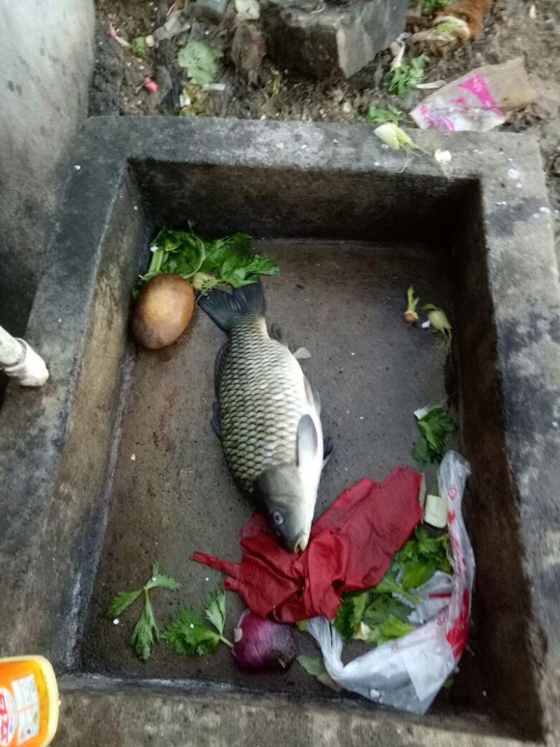 建鲤饲料2~3公斤
