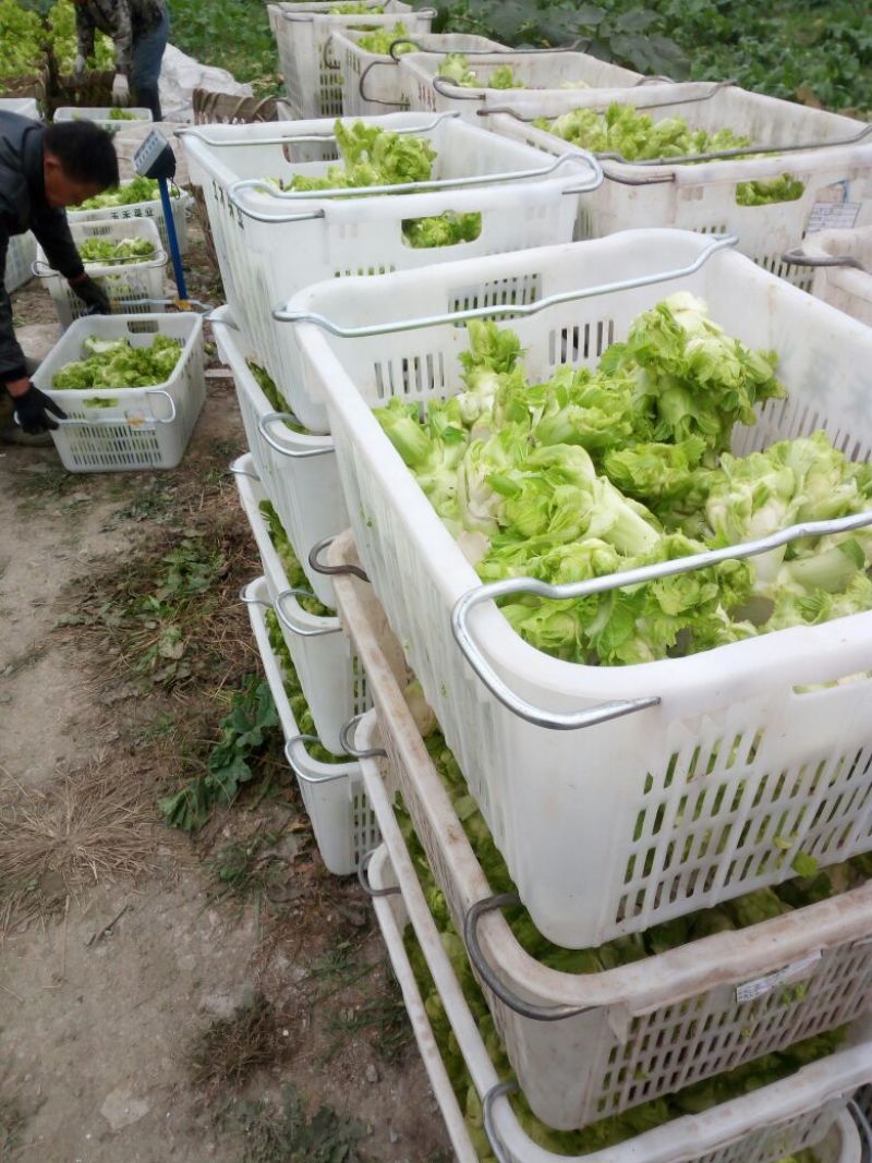 儿菜5两以上