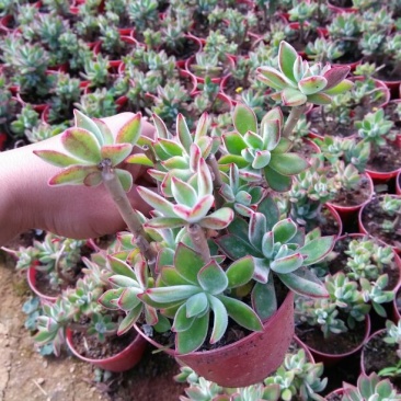 多肉植物带盆栽好