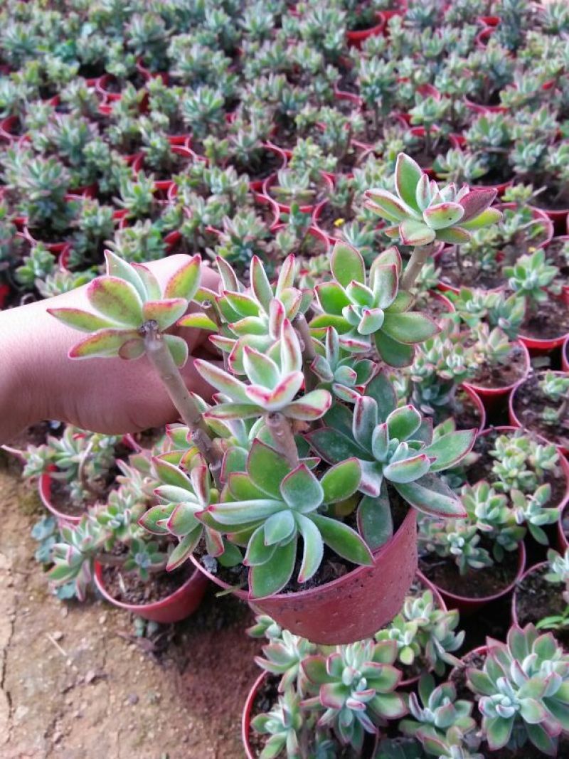 多肉植物带盆栽好