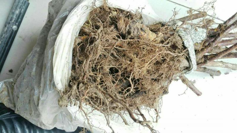树莓苗10~30cm