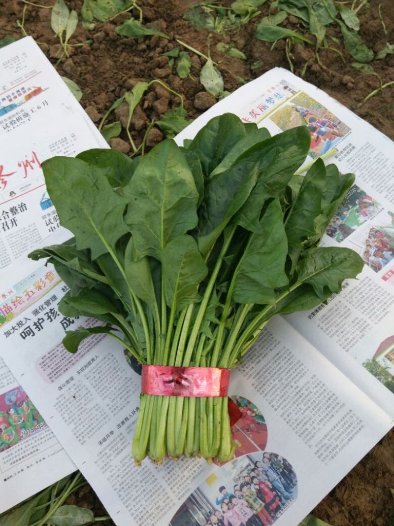 大叶菠菜20~25厘米