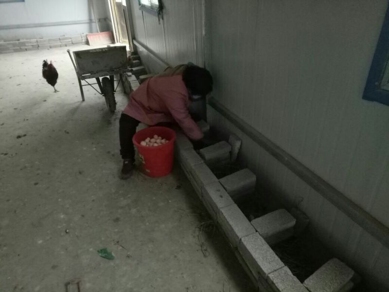 土鸡蛋食用50g以下