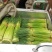 【推荐】红帽蒜薹50~60厘米冷库大量供应量大优惠