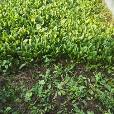 菠菜15~20厘米