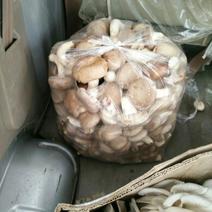 808香菇2.5~3cm1%
