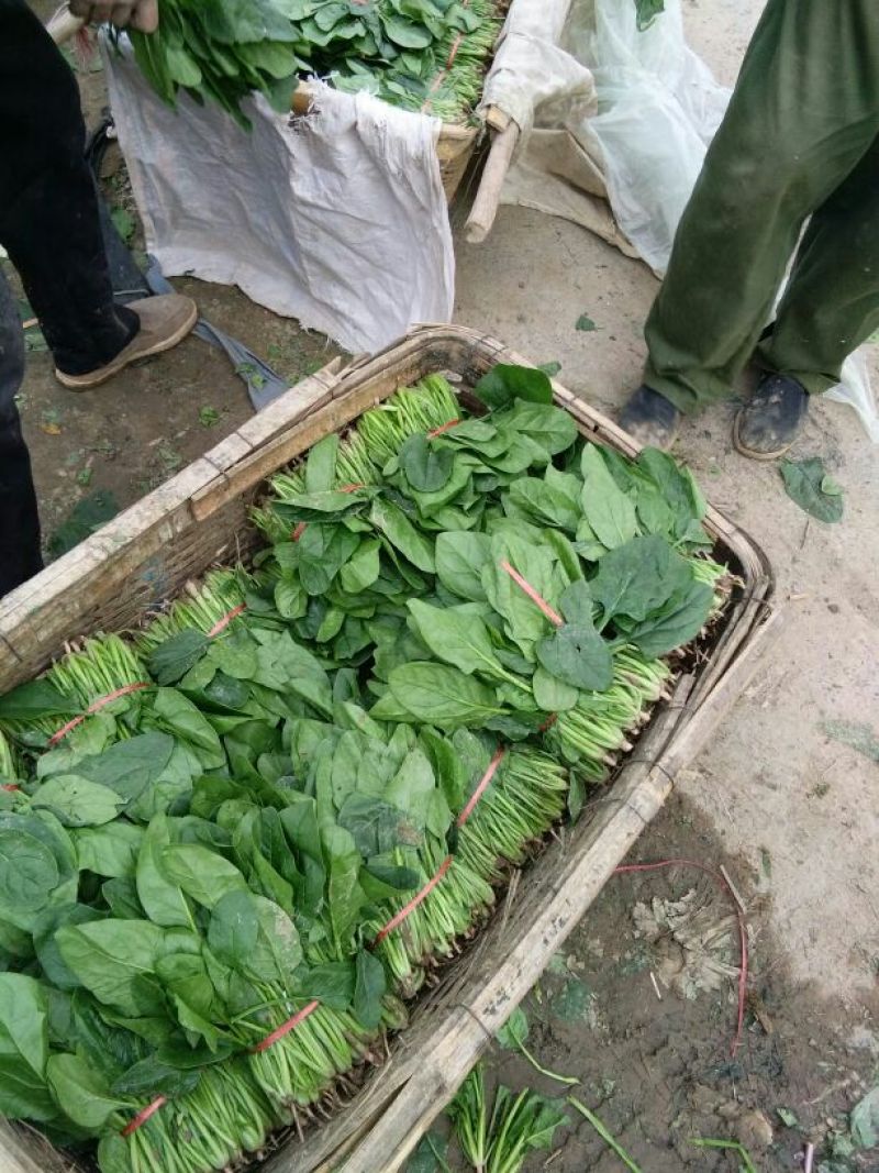 越冬菠菜25~30厘米