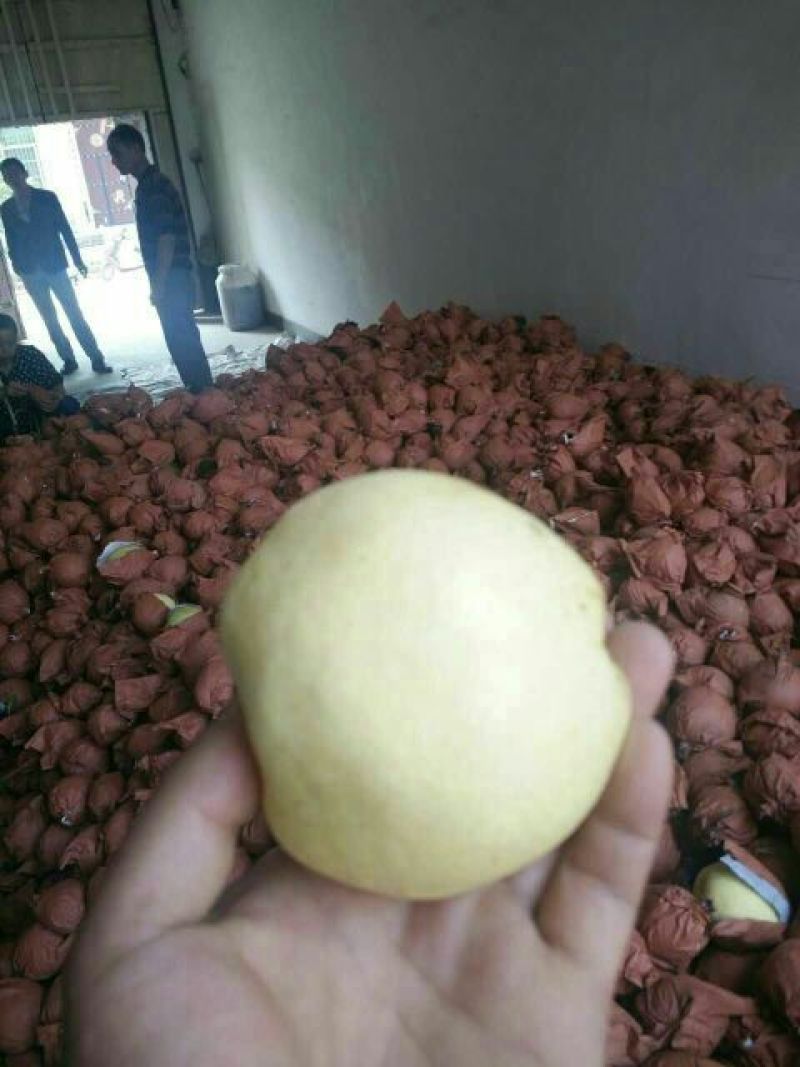 贡梨精品贡梨砀山酥梨口感好产地直发梨