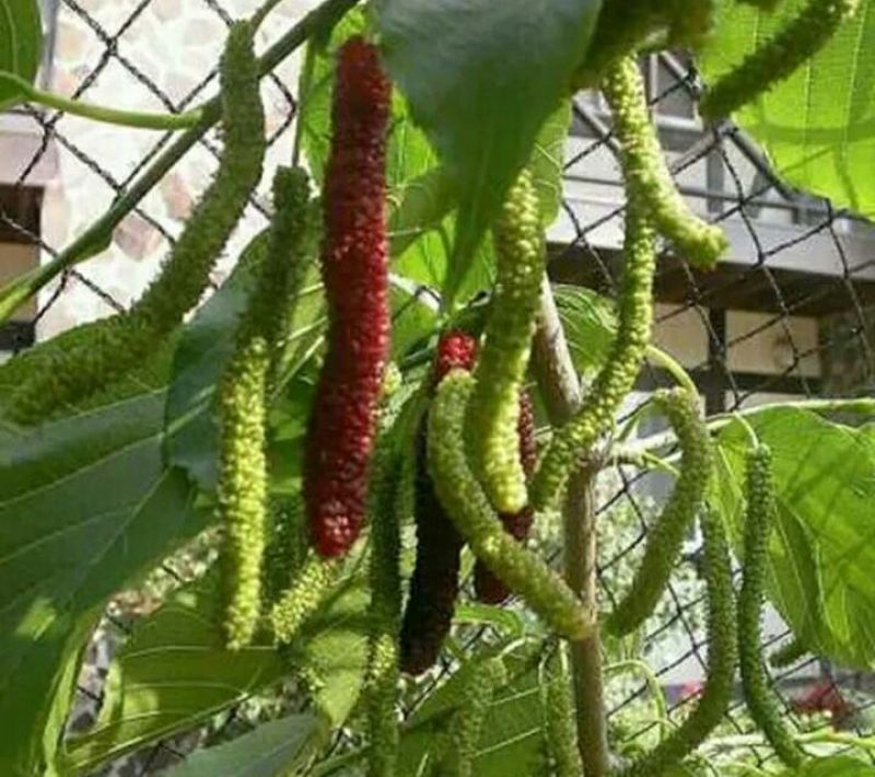 长果桑树苗80~100cm