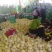 章丘甜瓜景甜五号0.5斤以上四月中旬大量上市