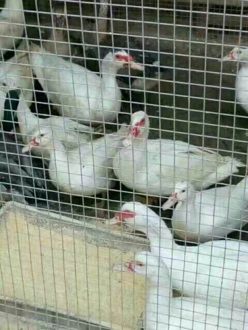 兔笼铁丝
