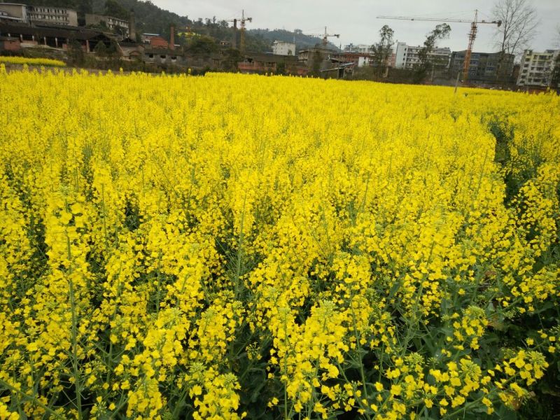 油菜籽1