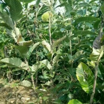 大红袍板栗苗30~50cm