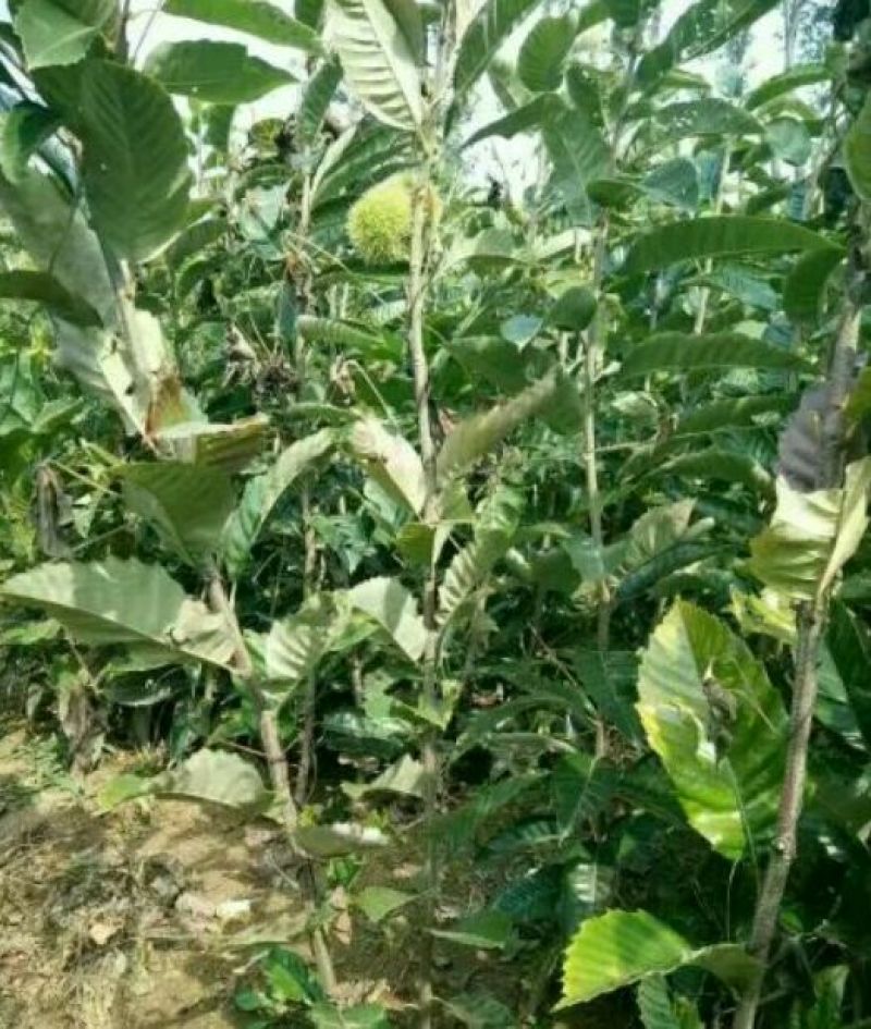 大红袍板栗苗30~50cm