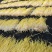 韭黄头茬30~40公分