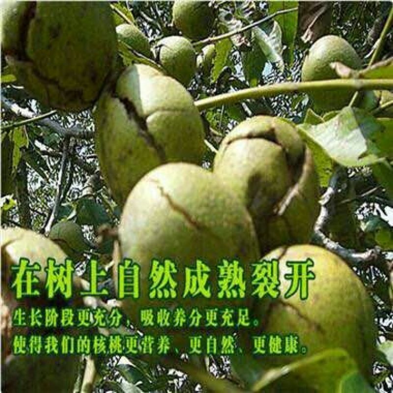 山核桃去皮