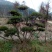 造型树